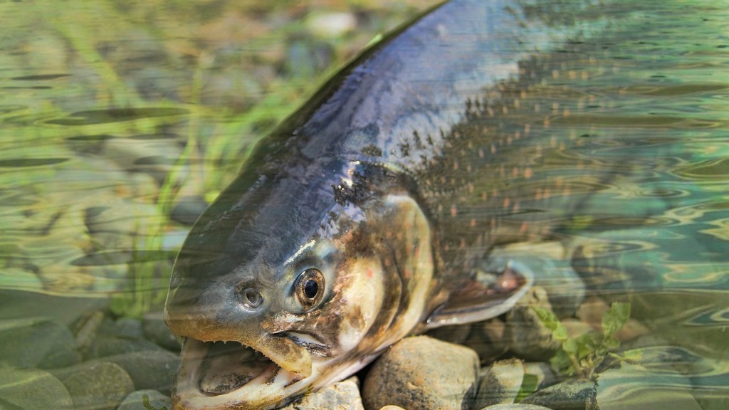 ¿Está cerrado el río Wilson para la pesca del salmón?